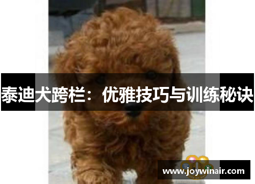 泰迪犬跨栏：优雅技巧与训练秘诀